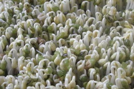 Ảnh minh họa. (Nguồn: my.opera.com)