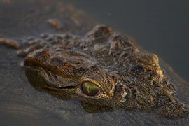 Ảnh minh họa. (Nguồn: Getty)