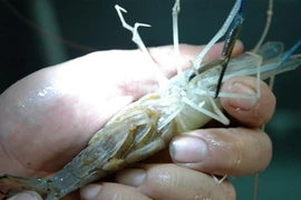 (Ảnh minh họa: Huỳnh Sử/TTXVN)