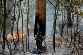 Cháy rừng tại làng Zdorovie, cách thủ đô Mátcơva 60km về phía Đông ngày 10/8. (Nguồn: AFP/TTXVN)