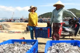 (Ảnh minh họa: Nguyên Lý/TTXVN)
