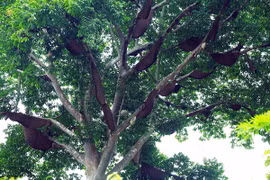 Gần như toàn bộ các cành cây đều được ong làm tổ. (Ảnh: Phan Tuấn Anh/TTXVN)