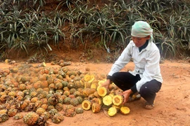 Lào Cai xử phạt Công ty Tứ Đỉnh xả thải làm chết dứa của dân 