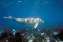 Rạn san hô Great Barrier. (Nguồn: AFP/TTXVN)
