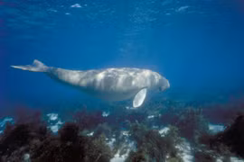 Rạn san hô Great Barrier. (Nguồn: AFP/TTXVN)