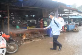 Mở chiến dịch truyền thông cúm gia cầm lây sang người 