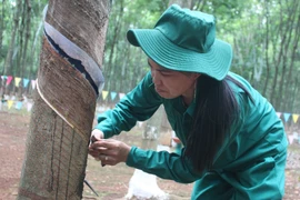 Việt Nam trở thành nước sản xuất cao su thứ ba thế giới 