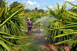 Sản xuất nông nghiệp ở Đồng Nai thu hút nhiều nhà đầu tư