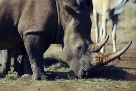 Sử dụng sừng tê giác chữa "bách bệnh": Sự ngộ nhận tai hại