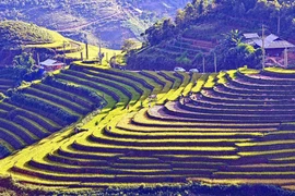 Ruộng bậc thang mùa nước đổ ở Lào Cai thu hút du khách 