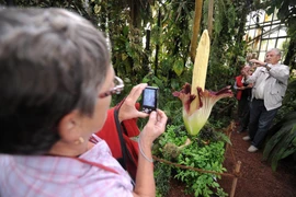 Tò mò với loài hoa chỉ nở 48 tiếng đồng hồ mỗi năm