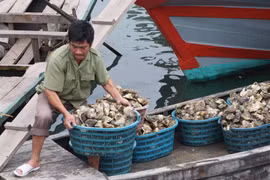 Đánh bắt hải sản, nghề chính của người dân trên đảo Cô Tô. (Ảnh: Trần Việt/TTXVN)