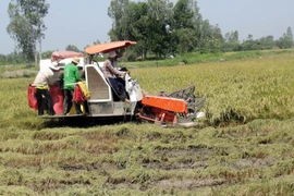 Đồng bào Khmer Sóc Trăng đón Sene Dolta với niềm vui được mùa