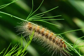 Gần 1.000ha rừng thông ở Quảng Trị bị dịch sâu róm phá hoại