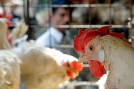 Tình hình nhập lậu gia cầm xu hướng phát triển trở lại ở Quảng Ninh