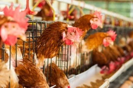 Cảnh báo virus cúm gia cầm mới lây từ người sang người 