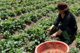 Hợp tác tiêu thụ nông sản Đà Lạt trên hệ thống siêu thị Lotte