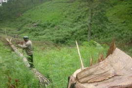 "Bức tử" gần 100 cây thông trong Khu nông nghiệp công nghệ cao