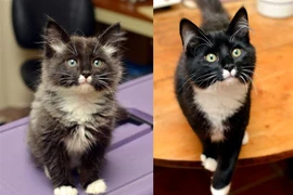 19 bức ảnh chứng minh mèo mãi mãi là "mèo con" trong mắt ta