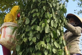 Năng suất hồ tiêu Việt Nam xếp vào loại cao nhất thế giới