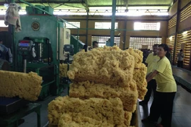 Năm 2015 xuất khẩu cao su của Campuchia dự kiến tăng 12%