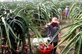 Giảm tiền điện nhờ dùng đèn compact xông thanh long ra hoa