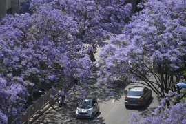 Phượng tím có nguồn gốc từ Nam Mỹ, thích hợp với khí hậu nhiệt đới và cận nhiệt đới. (Ảnh: THX/TTXVN)