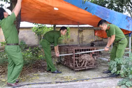 Đàn chó được chuyển tới Công an huyện Kim Động.(Ảnh: Đinh Tuấn/TTXVN)