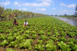 Nông dân huyện U Minh Thượng trồng rau theo hướng an toàn vệ sinh thực phẩm. (Ảnh minh họa: Lê Sen/TTXVN)