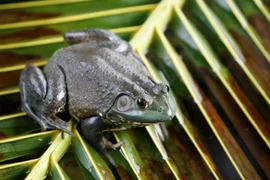 Kinh tế thế giới thiệt hại 16 tỷ USD do các loài ếch và rắn xâm lấn