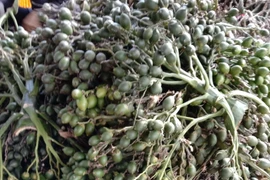 Bến Tre: Cảnh báo tình trạng người dân mở rộng diện tích trồng cau