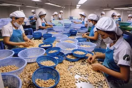 Câu chuyện xuất khẩu và bài học cho doanh nghiệp Việt Nam