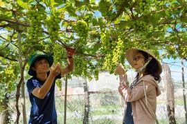 Trang trại trồng giống Nho sữa Hàn Quốc của anh Tống Minh Hoàng (xã Phước Thuận, huyện Ninh Phước). (Ảnh: Nguyễn Thành/TTXVN)