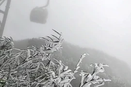 Băng giá phủ trắng đỉnh Fansipan thu hút du khách tham quan