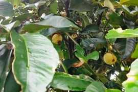 Ngăn chặn kịp thời tình trạng người dân chặt cành bán lá măng cụt