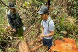Kon Tum: Bắt giữ 3 trong 5 đối tượng phá rừng Sa Thầy
