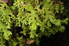 Lần đầu công bố quá trình tiến hóa của tảo xanh Lobaria
