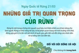 Ngày Quốc tế Rừng 21/3: Những giá trị quan trọng của rừng