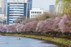 [Photo] Hoa anh đào bắt đầu khoe sắc ở Xứ sở Kim chi