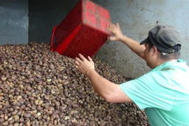 Thu mua điều. (Ảnh: K GỬIH/TTXVN)