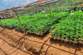 Một khu vực trồng cần sa trái phép. (Ảnh minh họa: TTXVN phát)