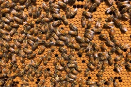 Ảnh minh họa. (Nguồn: theguardian.com)