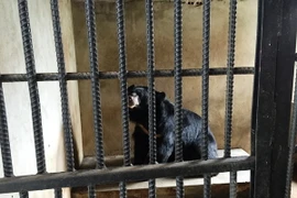 Cá thể gấu ngựa đang bị nuôi nhốt tại Công ty TNHH Tân Ngọc Lực, xã Tân Bình, thành phố Tây Ninh. (Ảnh: Lê Đức Hoảnh/TTXVN)