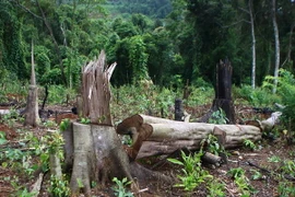 (Ảnh minh họa: Dương Giang/TTXVN)