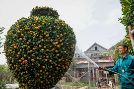 Quýt lục bình khổng lồ ở Hưng Yên ‘cháy hàng’ trước dịp Tết Nguyên đán 