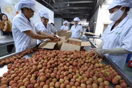 Đóng hộp bảo quản quả vải thiều tươi đưa vào hệ thống diệt khuẩn để bảo quản xuất khẩu vào thị trường Nhật Bản. (Ảnh: Vũ Sinh/TTXVN)