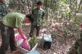 Các cá thể đông vật hoang dã được thả về rừng. (Ảnh: K GỬIH/TXVN)