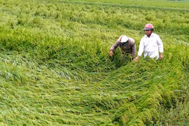Lúa chuẩn bị thu hoạch thì bị ngã đổ tại huyện Phong Điền. (Ảnh: Tường Vi/TTXVN)