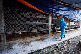 Nhân viên thú y tiến hành phun thuốc khử trùng chuồng nuôi khi ổ dịch cúm gia cầm A/H5N6. (Ảnh: Trọng Đạt/TTXVN)