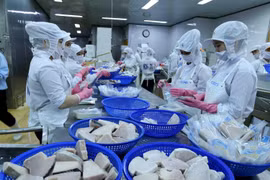 Dây chuyền chế biến cá ngừ đại dương đông lạnh xuất khẩu của Công ty Cổ phần Thủy sản Bình Định đảm bảo các tiêu chuẩn bắt buộc của EU. (Ảnh: Vũ Sinh/TTXVN)